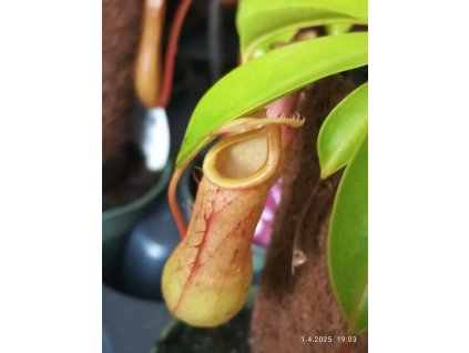 Láčkovka baňatá na kmínku (Nepenthes alata) - průměr květináčku 8,5 cm