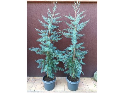 Cypřiš arizonský Glauca (Cupressus arizonica Glauca) - 120 - 130 cm