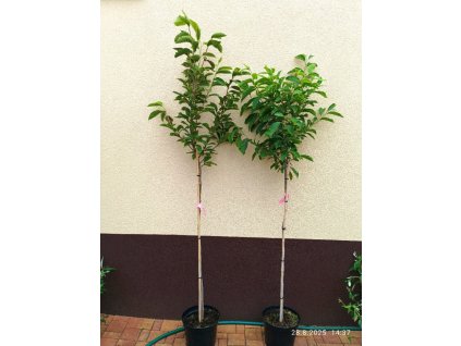 Magnolie, šácholan soulangeův kmínek 120 cm, celý stromek 200 cm (Magnolia x soulangeana)
