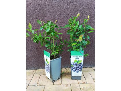 Kanadská borůvka Duke (Vaccinium corymbosum Duke) - 30 - 40 cm