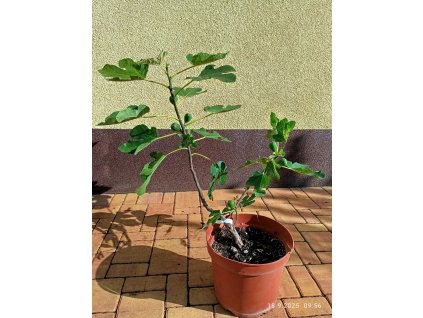 Fíkovník Filda (Ficus carica) - 70 cm