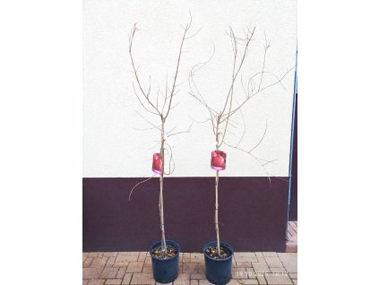 Granátové jablko Acco (Punica granatum Acco) - 180 cm