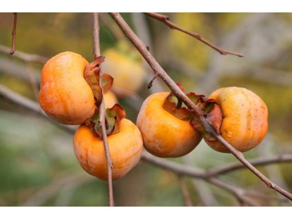 nature 993460 960 720