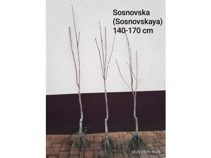Kaki, tomel hybrid Sosnovskaya, Sosnovska (Diospyros x Sosnovskaya) - 140 - 170 cm prostokořenné