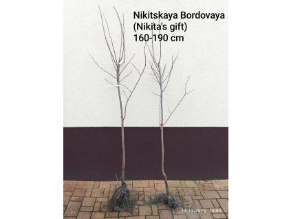 Kaki, tomel hybrid Nikita ´s Gift, Nikitskaya Bordovaya (Diospyros x Nikita ´s Gift) - 160 - 190 cm prostokořenné