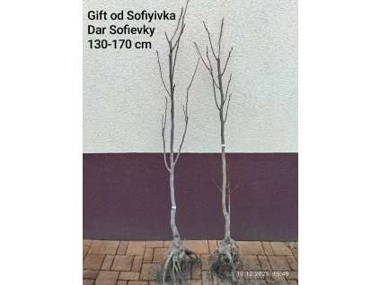Kaki, tomel hybrid Gift of Sofiyivka, Dar Sofiyivky (Diospyros x Gift od Sofiyivka) - 130 - 170 cm prostokořenné