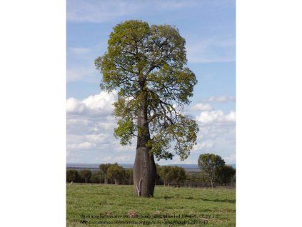 Brachychiton