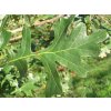 Dub velkoplodý (Quercus macrocarpa) - 70 - 90 cm
