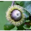Dub velkoplodý (Quercus macrocarpa) - 70 - 90 cm