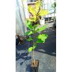 Dub velkoplodý (Quercus macrocarpa) - 70 - 90 cm