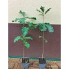 Dub velkoplodý (Quercus macrocarpa) - 70 - 90 cm