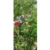 Olivovník evropský kmen (Olea europaea) 1,7 m - osobní odběr