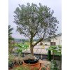 Olivovník evropský kmen (Olea europaea) 1,7 m - osobní odběr