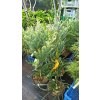 Sekvoj vždyzelená Lightning (Sequoia sempervirens Lightning) - 60 - 70 cm