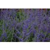 Perovskia 'Blue Spire' 02