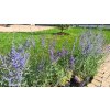 Perovskie kultivary Lacey Blue, Little Spire a Blue Spire (Perovskia) - 40 - 60 cm
