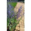 Perovskie kultivary Lacey Blue, Little Spire a Blue Spire (Perovskia) - 40 - 60 cm