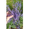 Perovskie kultivary Lacey Blue, Little Spire a Blue Spire (Perovskia) - 40 - 60 cm