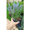 Perovskie kultivary Lacey Blue, Little Spire a Blue Spire (Perovskia) - 40 - 60 cm