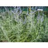 Perovskia atriplicifolia 2zz