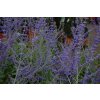 Perovskia 'Blue Spire' 01