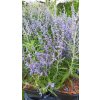 Perovskie kultivary Lacey Blue, Little Spire a Blue Spire (Perovskia) - 40 - 60 cm