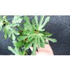 Fíkovník Little Miss Figgy (Ficus carica Little Miss Figgy)