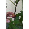 Fíkovník Little Miss Figgy (Ficus carica Little Miss Figgy)