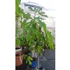 Fíkovník Little Miss Figgy (Ficus carica Little Miss Figgy)