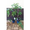 Fíkovník Little Miss Figgy (Ficus carica Little Miss Figgy)