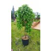 Morušovník bílý převislý (Morus alba Pendula)