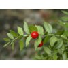 Ruscus aculeatus