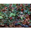 Ruscus aculeatus hayedo
