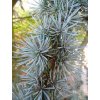 Cedrus atlantica, var. Glauca needles