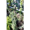 Cedr atlaský Glauca pendula (Cedrus atlantica Glauca Pendula) - 1,5 m