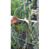 Cedr atlaský Glauca pendula (Cedrus atlantica Glauca Pendula) - 1,5 m