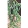 Cedr atlaský Glauca pendula (Cedrus atlantica Glauca Pendula) - 1,5 m
