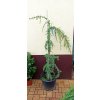 Cedr atlaský Glauca pendula (Cedrus atlantica Glauca Pendula) - 1,5 m