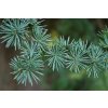 Atlas Cedar Cedrus atlantica 'Glauca' Needles 3008px