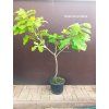 Dub černomořský (Quercus pontica)