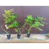 Javor dlanitolistý Emerald Lace (Acer palmatum Emerald Lace) - 70 - 90 cm