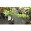 Javor dlanitolistý Emerald Lace (Acer palmatum Emerald Lace) - 70 - 90 cm
