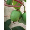 Minikiwi - samosprašná odrůda Issai (Actinidia arguta Issai)