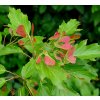 Acer ginnala A