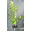 Javor ginnala, javor amurský, javor tatarský - (Acer ginnala) - 100 - 120 cm