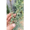 Cypřiš arizonský Fastigiata (Cupressus arizonica Fastigiata) - 100 - 110 cm