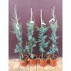 Cypřiš arizonský Fastigiata (Cupressus arizonica Fastigiata) - 100 - 110 cm