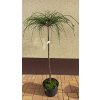 Zerav řasnatý Whipcord kmínek (Thuja plicata Whipcord) - 80 - 90 cm