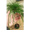Zerav řasnatý Whipcord kmínek (Thuja plicata Whipcord) - 80 - 90 cm