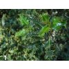 Ilex aquifolium ferox